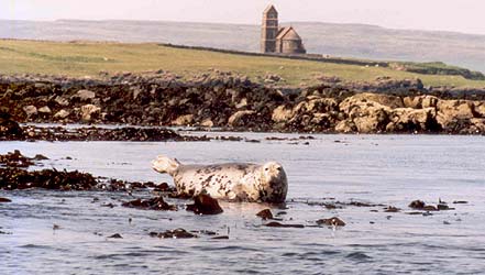 Grey Seal on Rocks at Canna