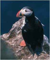 Atlantic Puffin by Alan Mytton