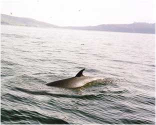 Minke Whale off Rum with sea birds 