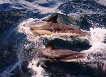 Common Dolphin off Elgolof Elgol