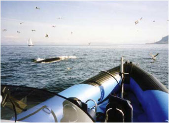 Minke Whale with birds