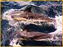 Dolphin off Elgol