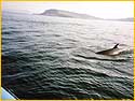 Minke Whales off Rum 