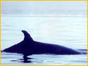 Minke Whale off Soay from AX