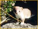 Young Stoat at Coruisk by Katy