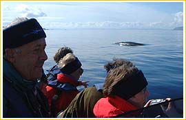 Minke Whale Sighting off Elgol