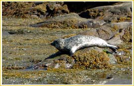 Coruisk Seal