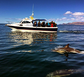 Island Cruiser and dolphins