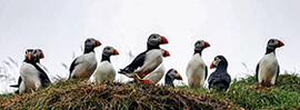 Puffins